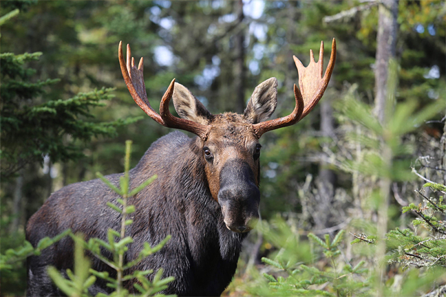moose!